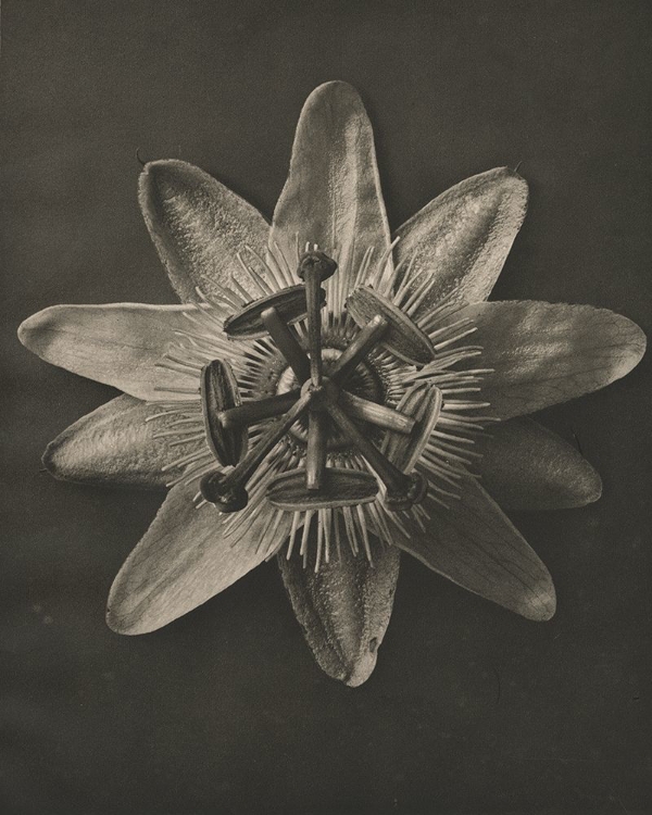 Picture of BLOSSFELDT FLOWER I