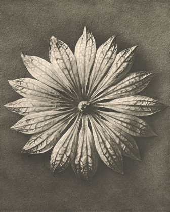 Picture of BLOSSFELDT FLOWER II