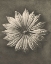 Picture of BLOSSFELDT FLOWER II
