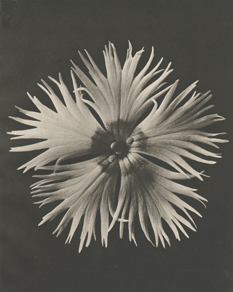 Picture of BLOSSFELDT FLOWER IV