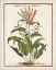 Picture of MUNTING BOTANICALS I