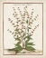 Picture of MUNTING BOTANICALS III