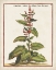 Picture of MUNTING BOTANICALS IV