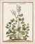 Picture of MUNTING BOTANICALS V