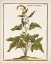 Picture of MUNTING BOTANICALS VI