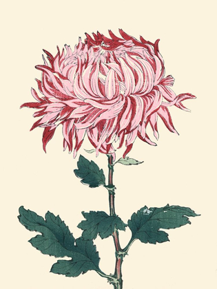 Picture of CHRYSANTHEMUM WOODBLOCK IV