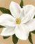 Picture of MAGNOLIA ON GOLD I