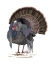 Picture of TURKEY STUDY II