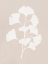 Picture of GINKGO BRANCH II