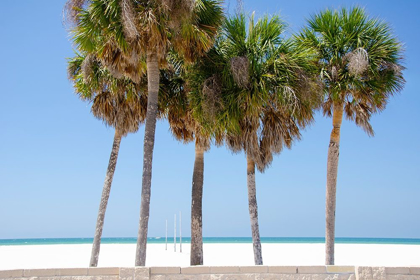 Picture of COASTAL PALMS I