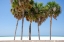 Picture of COASTAL PALMS I