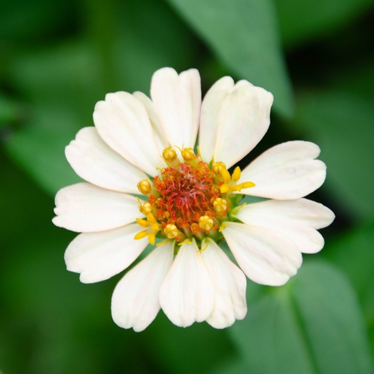 Picture of CROPPED GARDEN FLOWERS I