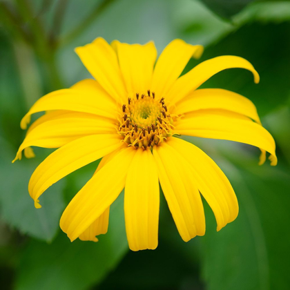 Picture of CROPPED GARDEN FLOWERS II