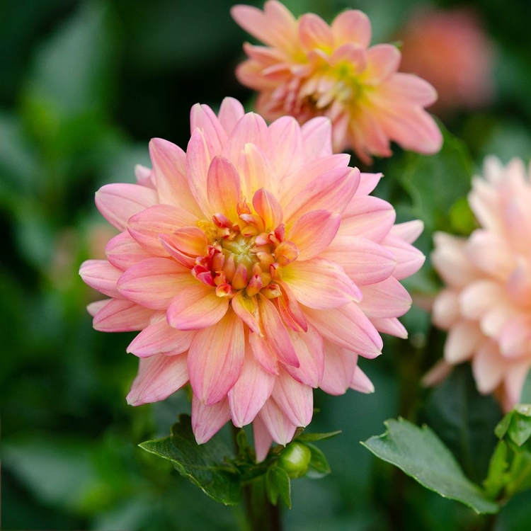 Picture of CROPPED GARDEN FLOWERS III