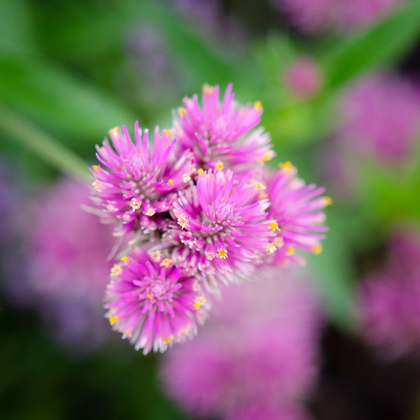 Picture of CROPPED GARDEN FLOWERS IV