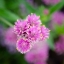 Picture of CROPPED GARDEN FLOWERS IV