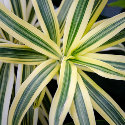 Picture of CROPPED GARDEN LEAVES I