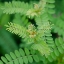 Picture of CROPPED GARDEN LEAVES II