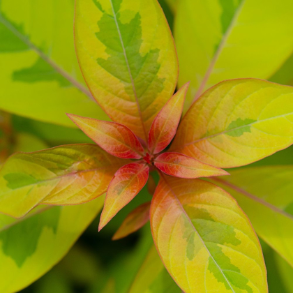 Picture of CROPPED GARDEN LEAVES III