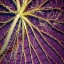 Picture of CROPPED GARDEN LEAVES IV
