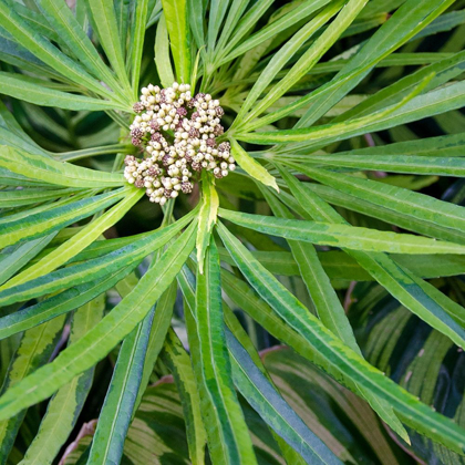 Picture of CROPPED GARDEN LEAVES V