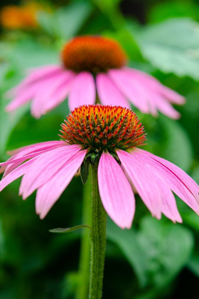 Picture of PINK CONEFLOWERS I