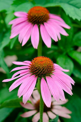 Picture of PINK CONEFLOWERS II