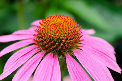 Picture of PINK CONEFLOWERS III