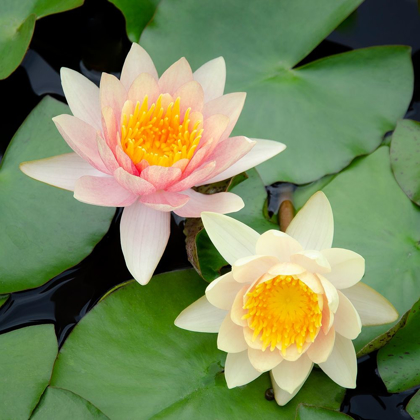 Picture of WATER LILY FLOWERS I