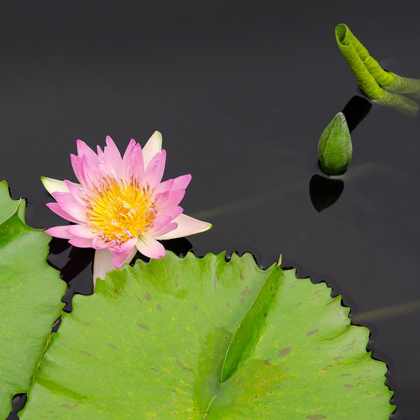 Picture of WATER LILY FLOWERS II