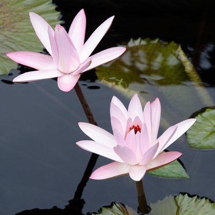 Picture of WATER LILY FLOWERS III