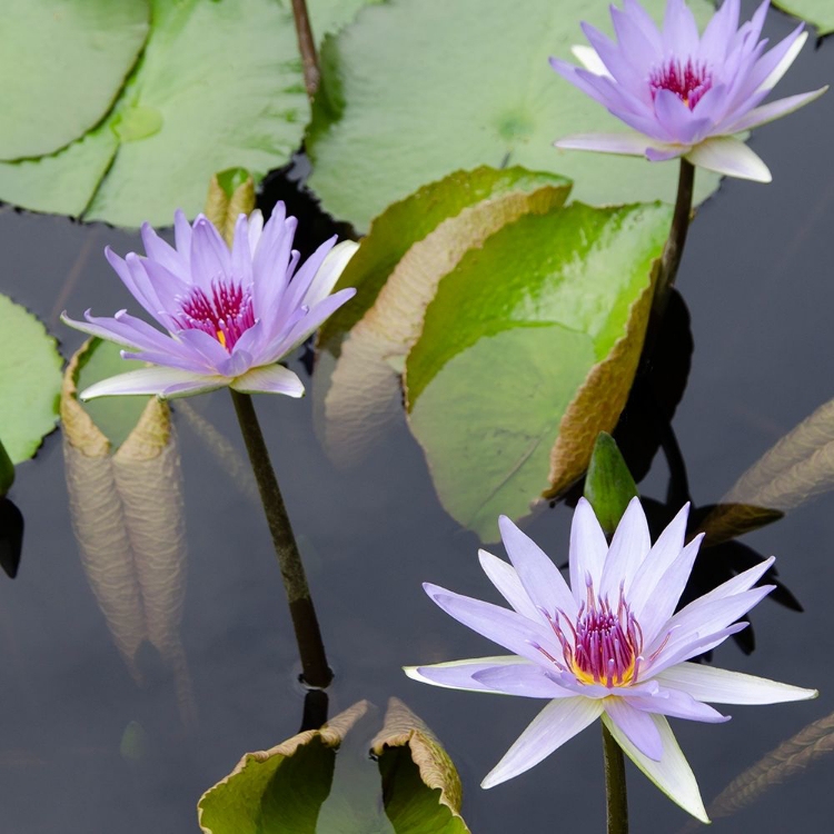 Picture of WATER LILY FLOWERS IV