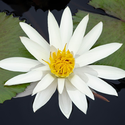 Picture of WATER LILY FLOWERS V