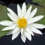 Picture of WATER LILY FLOWERS V