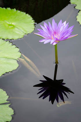 Picture of WATER LILY FLOWERS VI