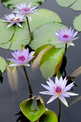 Picture of WATER LILY FLOWERS VII