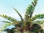 Picture of PLEASANT PALMS I