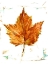 Picture of AUTUMN LEAF STUDY I