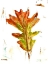 Picture of AUTUMN LEAF STUDY IV