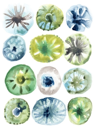 Picture of SEA URCHIN ASSORTMENT I
