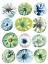 Picture of SEA URCHIN ASSORTMENT I