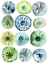 Picture of SEA URCHIN ASSORTMENT II