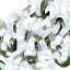 Picture of SNOW LICHEN I
