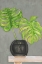 Picture of FROND IN VASE I