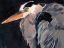 Picture of GREAT HERON II