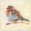 Picture of BIRD VARIETY I