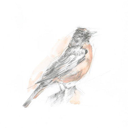 Picture of ROBIN BIRD SKETCH I