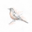 Picture of ROBIN BIRD SKETCH II