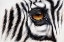 Picture of ZEBRA AUGENBLICK