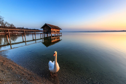 Picture of SCHWAN AM AMMERSEE